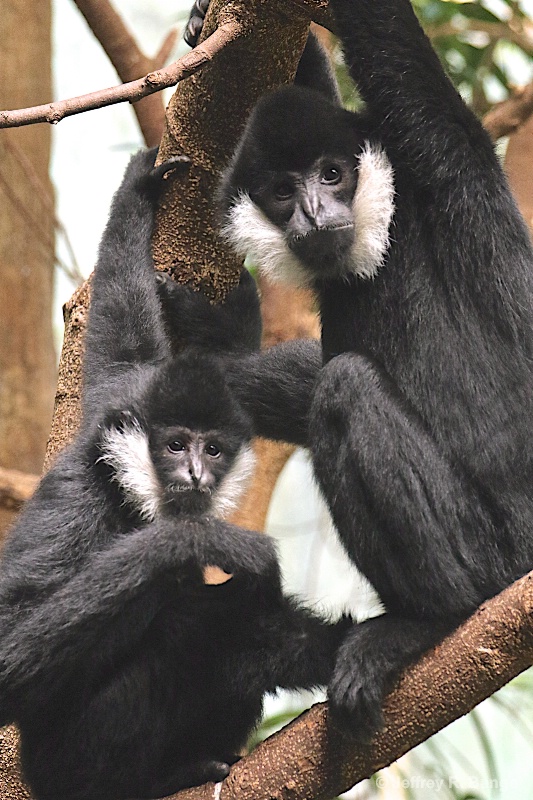 "White-Cheeked Gibbons"