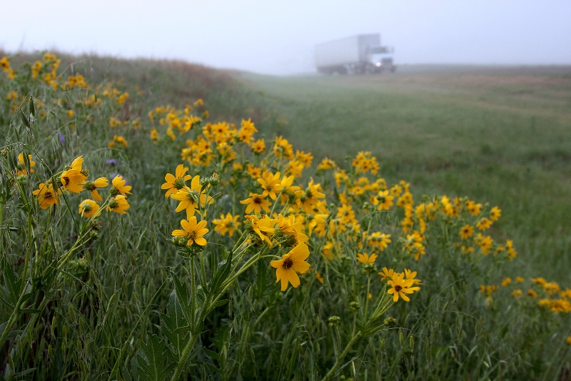 On a Foggy Morning