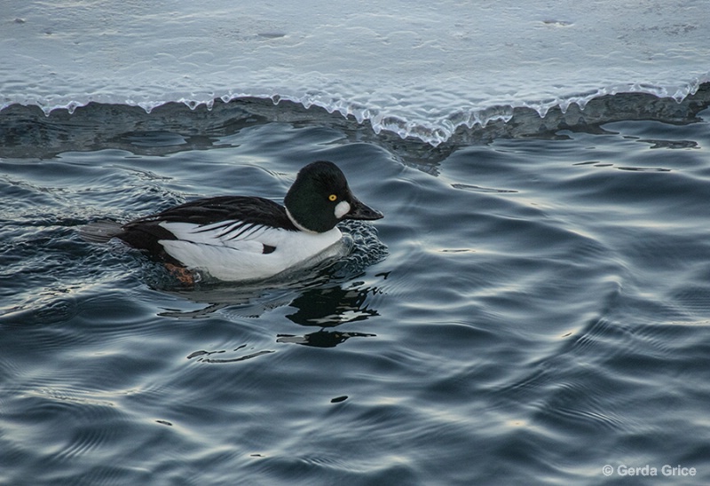 Goldeneye Duck at Harbourfront