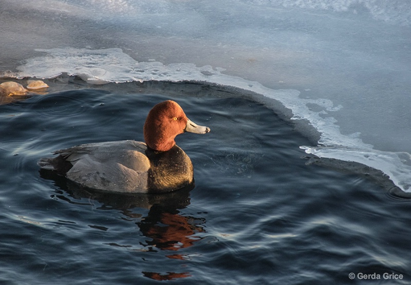 Red Head Duck in Icy Water