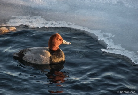 Red Head Duck in Icy Water