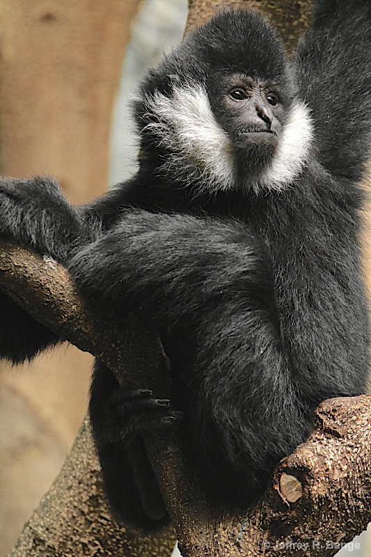 "White-Cheeked Gibbon"