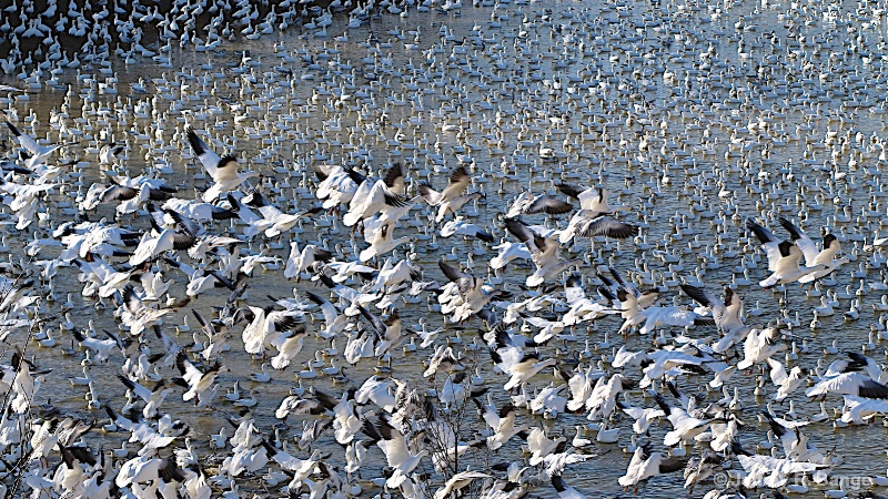 "On The Move - Arctic Snow Geese"