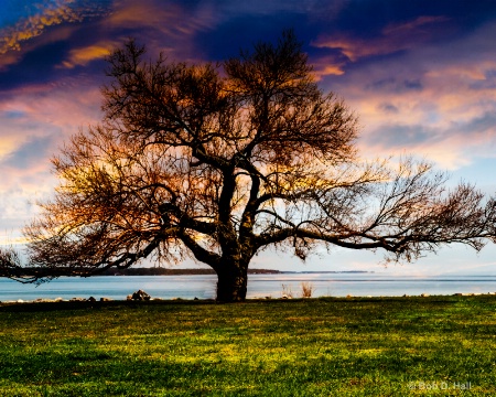 Bare Tree Angry Sky