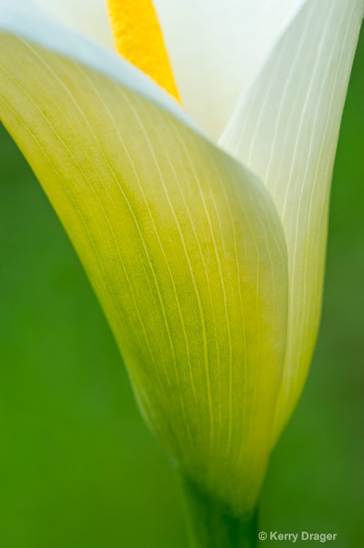 Calla Lily Close-up