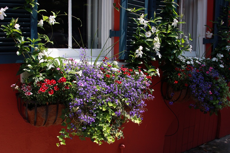 Window Box Beauty