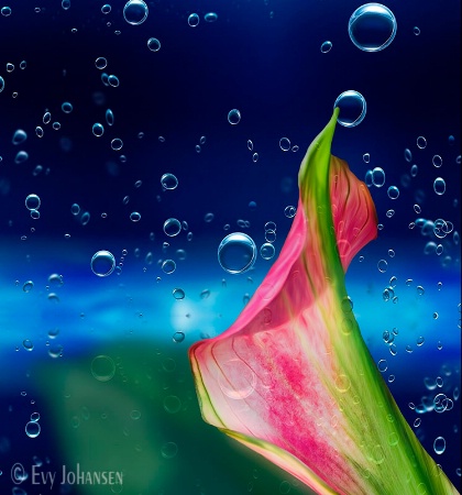 Water Calla