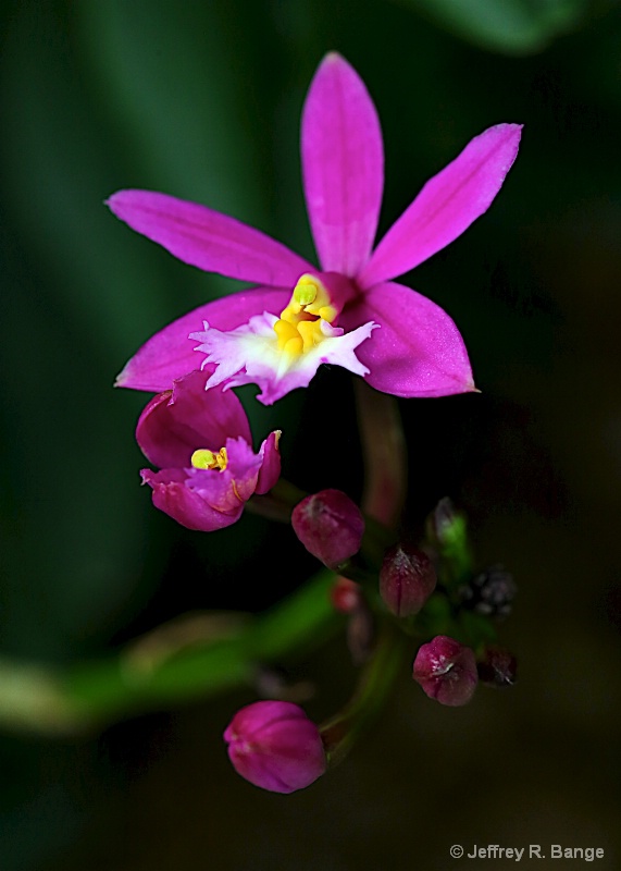 "Orchid - Epidendrum Rose Valley"