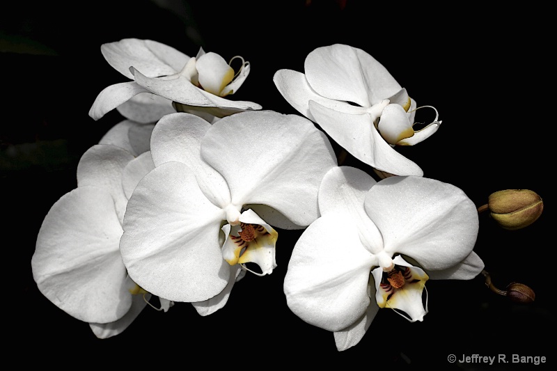 "Orchid #4"