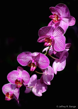 "Orchid #5"