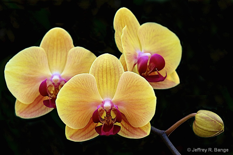 "Orchid #6"