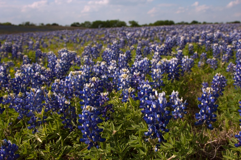 Bluebonnet Filled Pasture