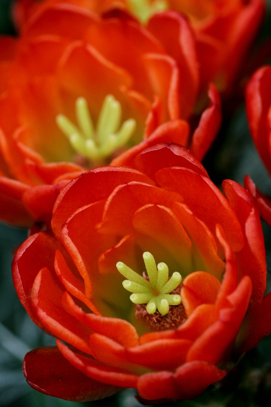 Cacti in Bloom