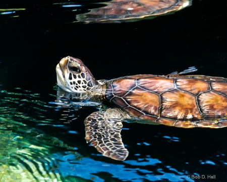 See Turtle