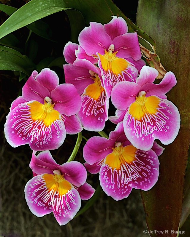 "Orchid #7"