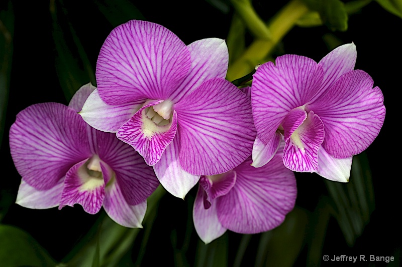 "Orchid #8"