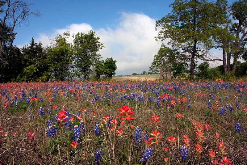 Bluebonnets and Paintbrush