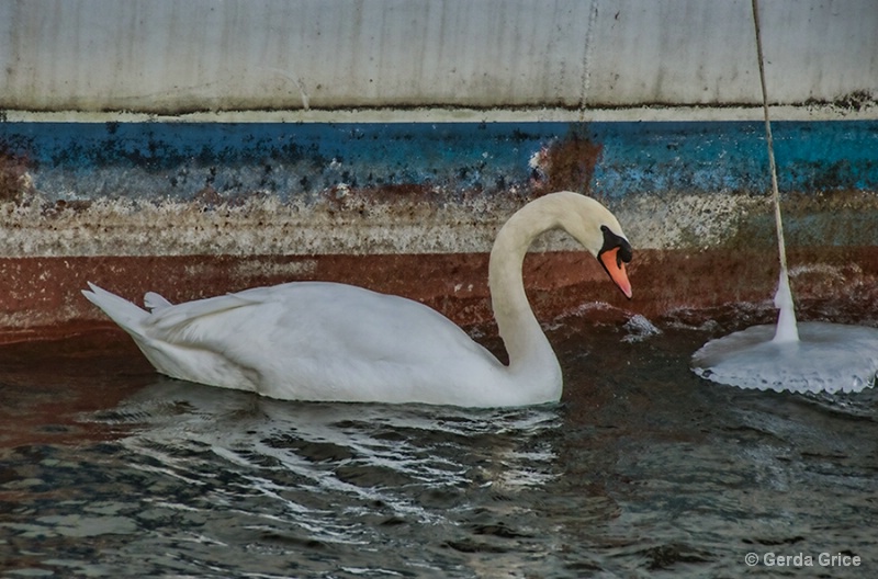 Mute Swan at Harbourfront
