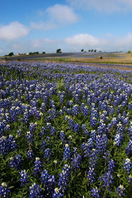 Bluebonnets Rolling On