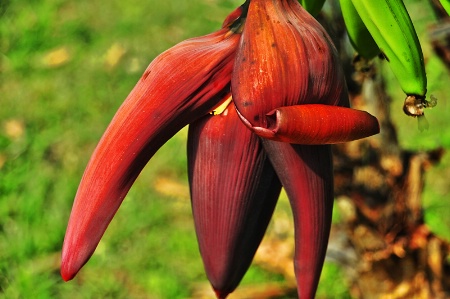 FLOWER OF  A  BANANA PLANT