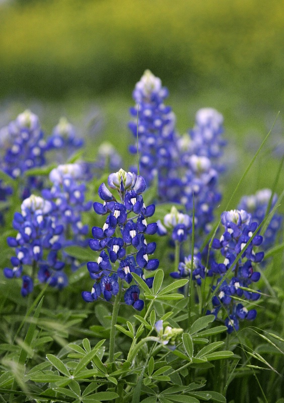 A Clump of Bluebonnets