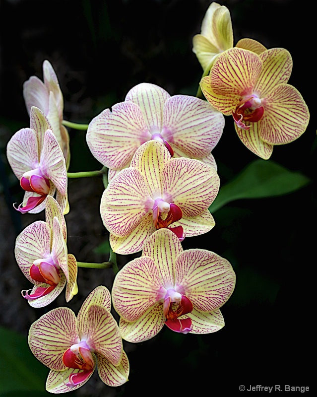 "Orchid #11"