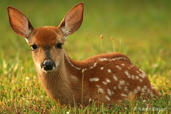 bambi