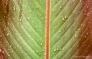 Rain on a leaf 2