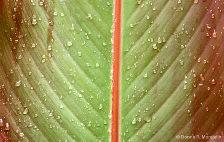 Rain on a leaf 2