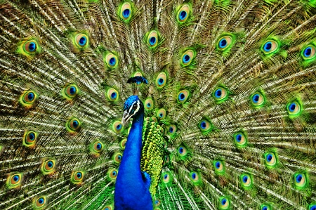 PROUD  PEACOCK