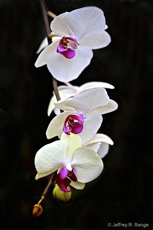 "Orchid #12"