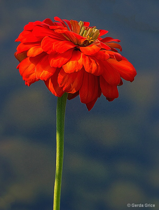 Orange Zinnia over Water