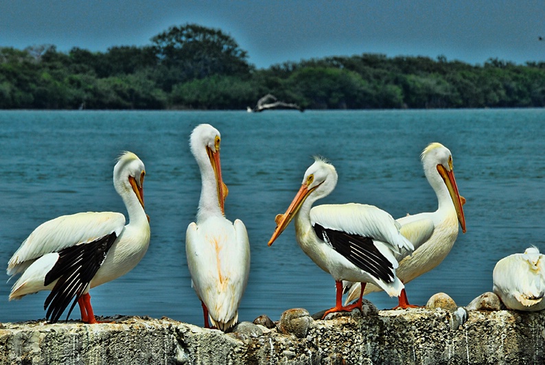 PELICANS