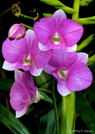 "Orchid #14"