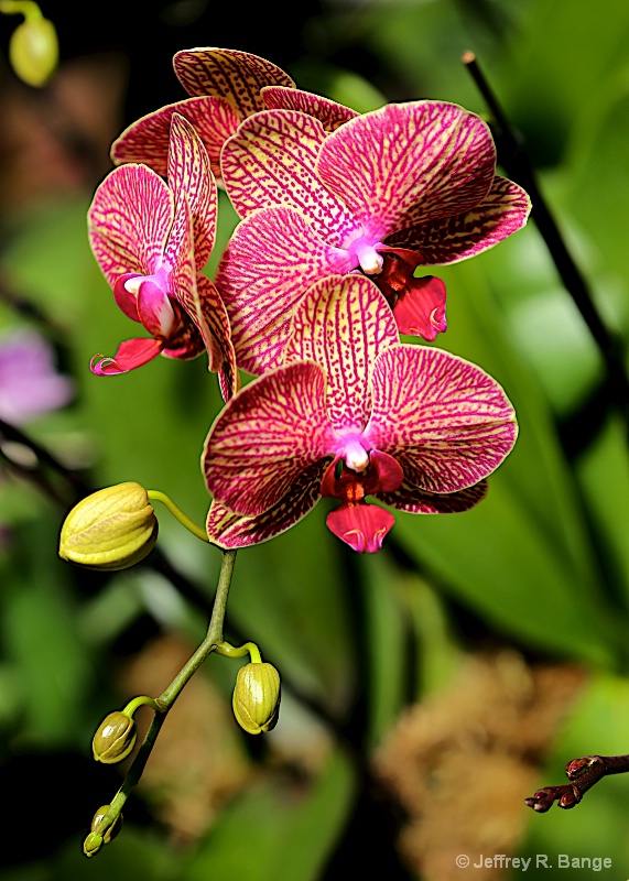 "Orchid #15"