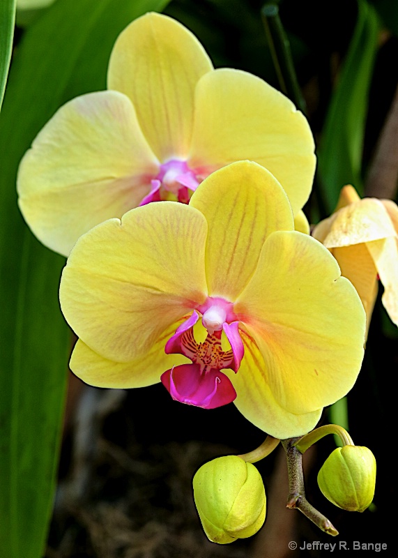 "Orchid #16"