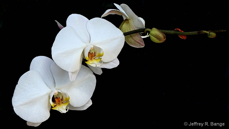 "Orchid #17"