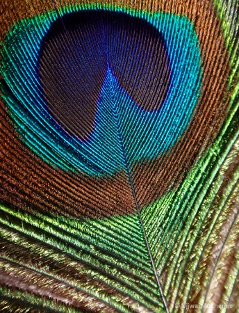 Peacock Feather