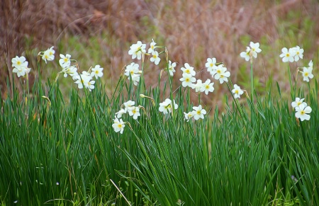 Merilyn's Flowers
