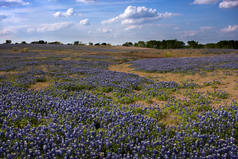 Pasture In Blue