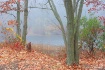 Autumn Fog at the...