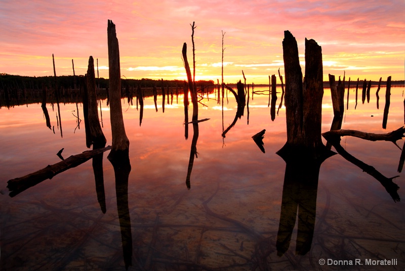 Life in the shallow water