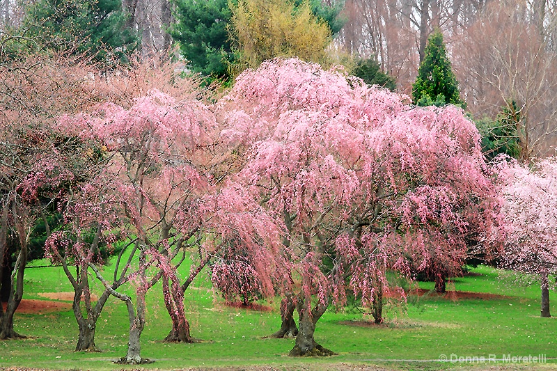 The gift of Spring