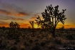 Mojave Sunset Rew...