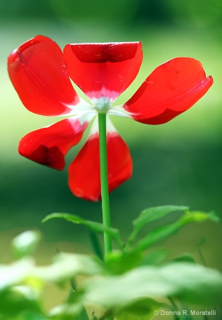 RED Tulip