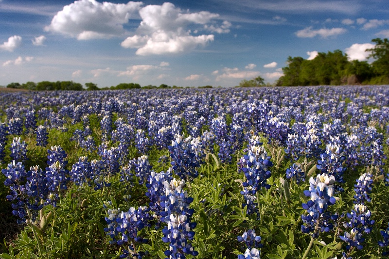 Blue Covered Pasture