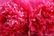 Blooming color