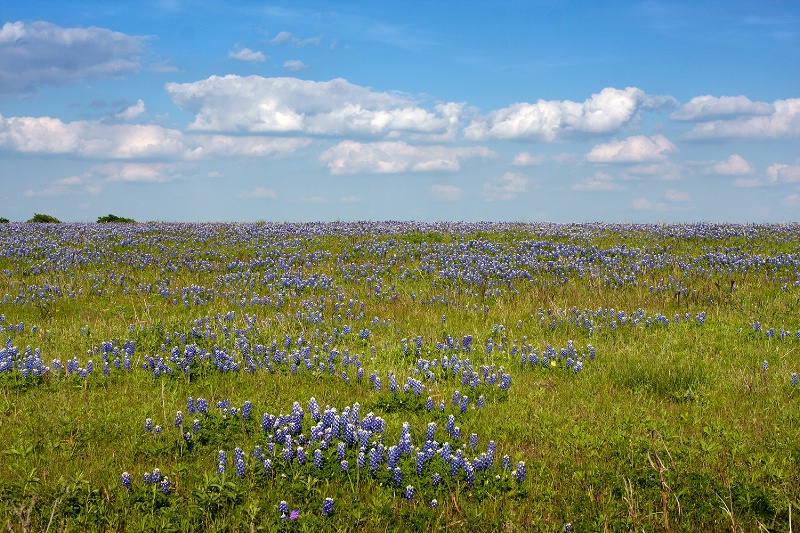 Blue in Heaven and Earth