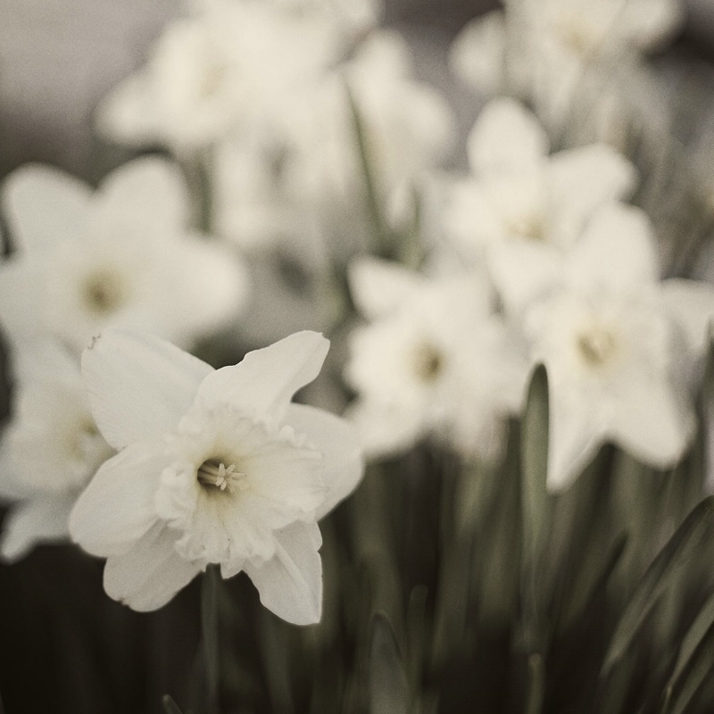Daffodils Squared