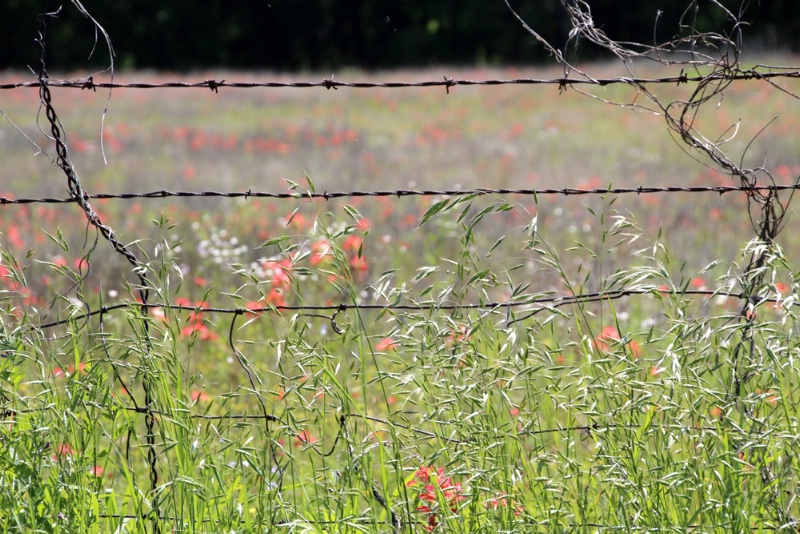 Wildflowers And Barbed Wire